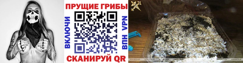Галлюциногенные грибы Psilocybe  Северск 